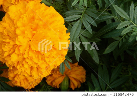 yellow marigold flower in the garden 116842476