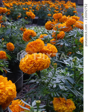 yellow orange flowers in the garden 116842752