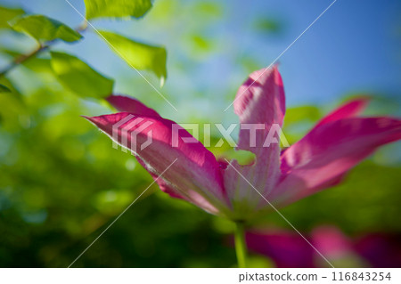 美麗的花朵，帶有被蟲蛀的花蕾。鐵線蓮「贊岐女王」。花語是「心靈之美」、「旅人的喜悅」、「甜蜜的束縛」。 116843254