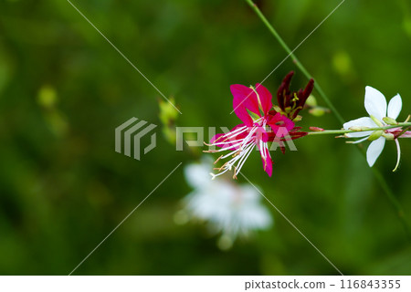 白紗 白紗 116843355