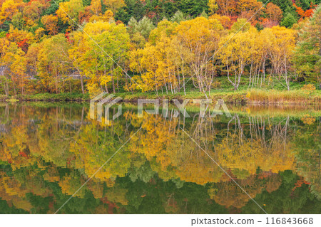 [Nagano Prefecture] Autumn leaves at Kido Pond in Shiga Kogen 116843668