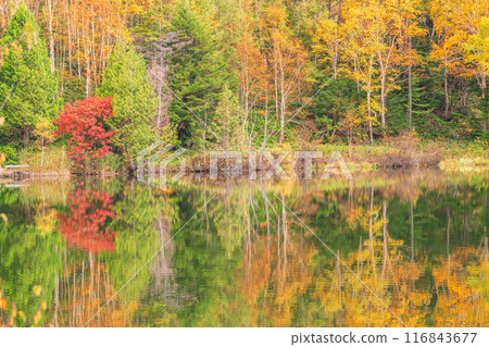 [長野縣] 志賀高原和木戶池的紅葉 116843677