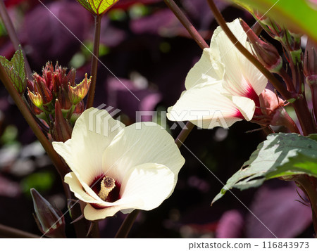 菜園裡的紅秋葵花 116843973