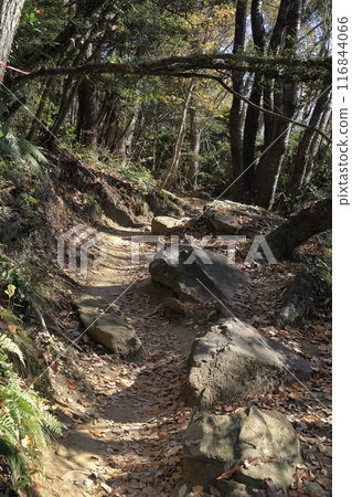 茨城縣寶鏡山秋季山路風景 茨城縣寶鏡山秋季山路風景 116844066