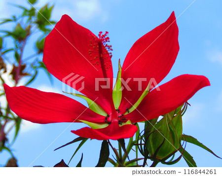 Momijia oi 116844261