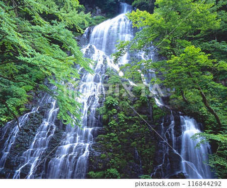 Ryusogataki Falls and fresh greenery "Japan's 100 Best Waterfalls" Higashiao, Ikeda-cho, Imadate-gun, Fukui Prefecture 116844292