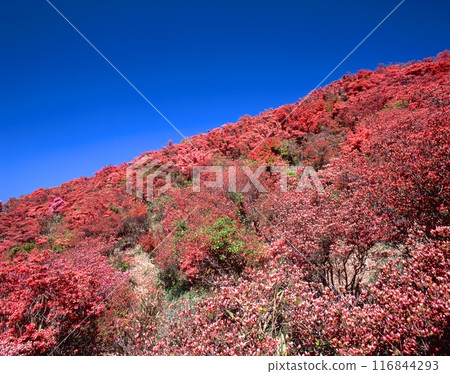 金剛生駒汽泉國定公園：大和葛城山頂的百萬杜鵑花群 116844293