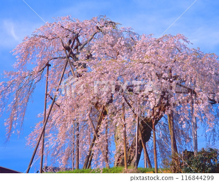 Weeping cherry tree in the field (Fukuda no Sato, Miyako Shidare) (400 years old, 12m tall, 3.76m in circumference) 116844299
