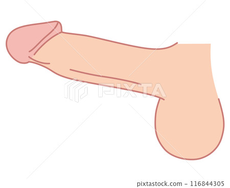 Male Reproductive System Medical Male Reproductive System Medical 116844305