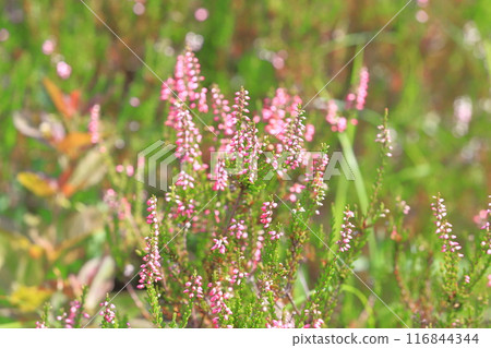 Calluna flower 116844344