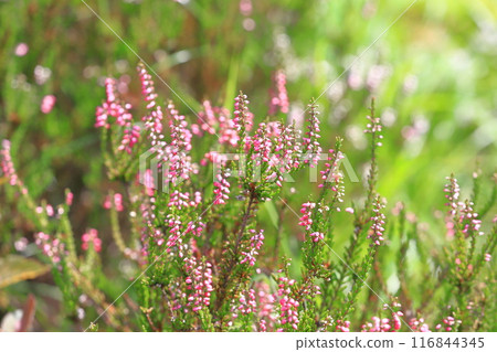 Calluna flower 116844345