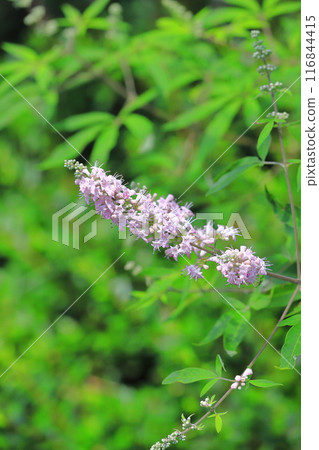 西洋參樹的花 116844415