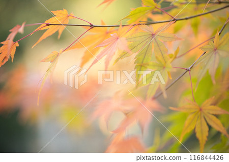 改變葉子的Momiji 116844426