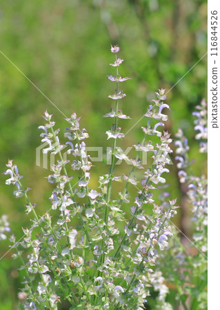 快樂鼠尾草 (onisalvia) 花 快樂鼠尾草 (onisalvia) 花 116844526