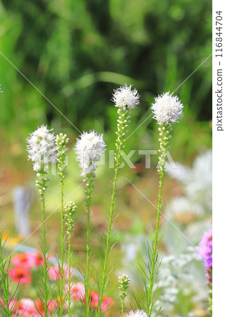 白色 liatris（或百合薊） 116844704