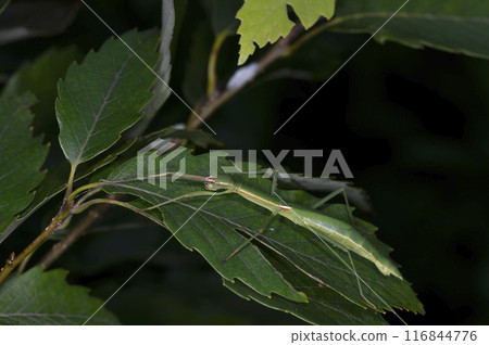 Tobinahifushi Tobinahifushi 116844776