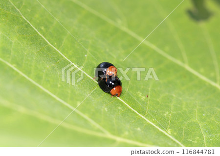 紅尾紅腳Tento 116844781