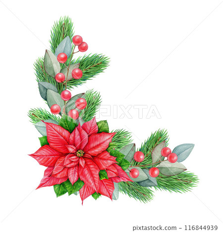 Winter season vintage style floral decor from poinsettia, pine. Watercolor illustration. Christmas time festive painted decor with conifer, eucalyptus, red berries, poinsettia. White background 116844939
