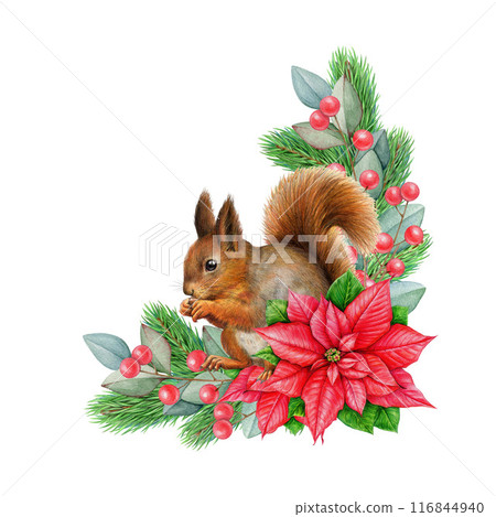 Winter season cozy vintage style decor with red squirrel. Watercolor illustration. Painted rustic Christmas time decoration with pine branch, poinsettia flower, forest squirrel. White background Winter season cozy vintage style decor with red squirrel. Watercolor illustration. Painted rustic Christmas time decoration with pine branch, poinsettia flower, forest squirrel. White background 116844940