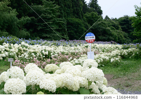 美麗的繡球田 岩手縣陸奧繡球花園 116844968