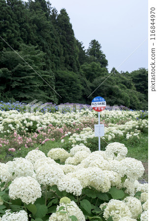 美麗的繡球田 岩手縣陸奧繡球花園 116844970