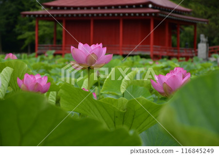 蓮花和紅蓮花 116845249