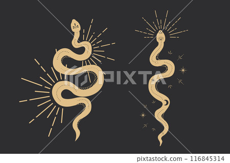 Celestial serpent snake, esoteric tarot or tattoo mystery sacred symbol. Linocut style boho. Occultism and religion, sacred rites and sacrifice. Reptile 116845314