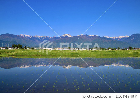 Rice fields and the Northern Alps to the west from Azumino (Azumino City, Nagano Prefecture) 116845497