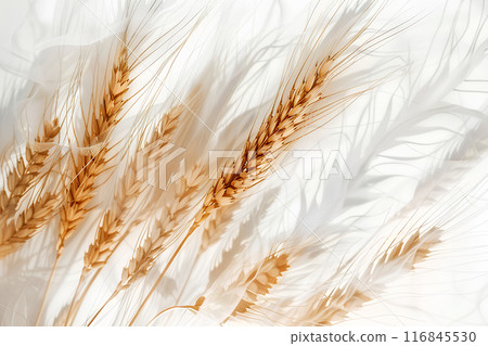 秋天圖像背景-2 秋天圖像背景-2 116845530