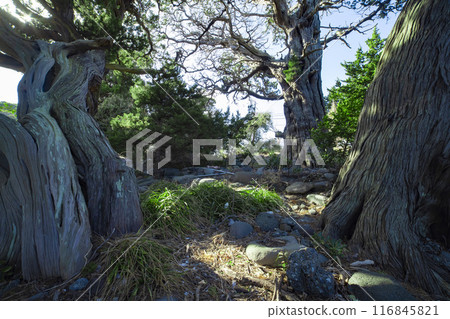 Winter junipers at Osezaki in Numazu City 116845821