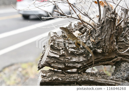 Brown anole on a stump by the road 116846268