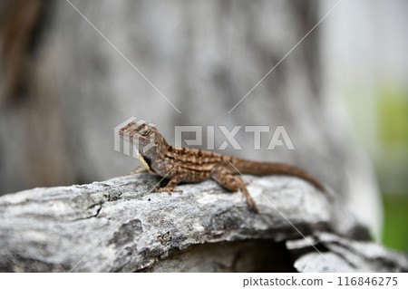 Brown anole on a tree 116846275