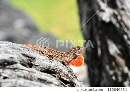 Brown anole spreading its dewlap 116846284
