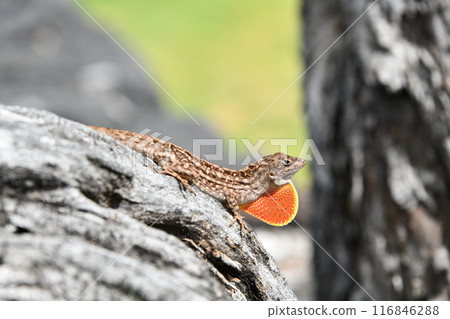Brown anole spreading its dewlap Brown anole spreading its dewlap 116846288