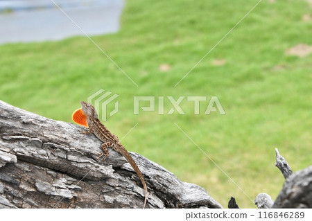 A brown anole seen near the park 116846289