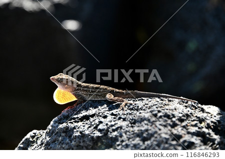 棕色變色蜥展開的喉袋在背光下清晰可見。 棕色變色蜥展開的喉袋在背光下清晰可見。 116846293