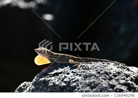 棕色變色蜥展開的喉袋在背光下清晰可見。 棕色變色蜥展開的喉袋在背光下清晰可見。 116846298