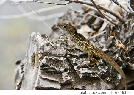 Brown anole on a stump by the road 116846304