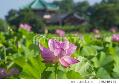 東京上野不忍池蓮花 116846315