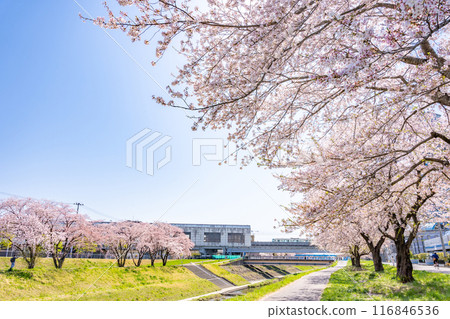 Cherry blossoms in full bloom along the Tomizawa Station on the Sendai Subway Namboku Line and the Karukawa River, promenade, cherry blossom viewing 116846536