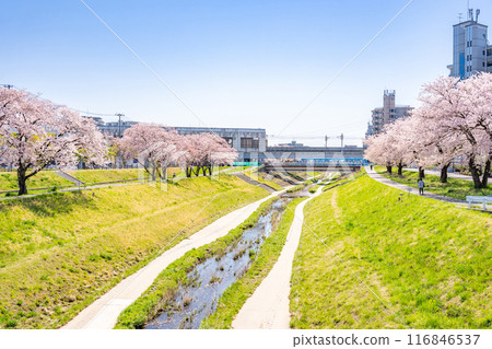 Cherry blossoms in full bloom along the Tomizawa Station on the Sendai Subway Namboku Line and the Karukawa River, promenade, cherry blossom viewing 116846537