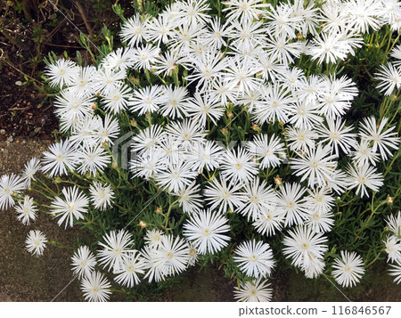 White daisy flower 1 White daisy flower 1 116846567