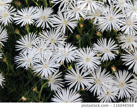 White daisy flower 2 White daisy flower 2 116846568