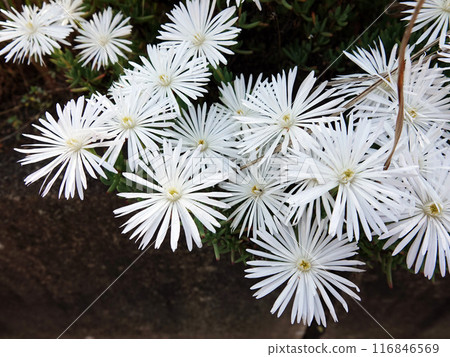 White daisy flower 3 White daisy flower 3 116846569