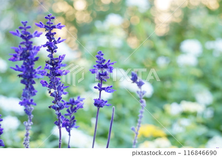 Blue Salvia Salvia farinacea Blue Salvia Salvia farinacea 116846690