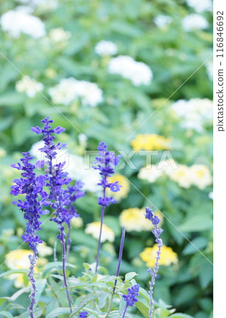 Blue Salvia Salvia farinacea Blue Salvia Salvia farinacea 116846692