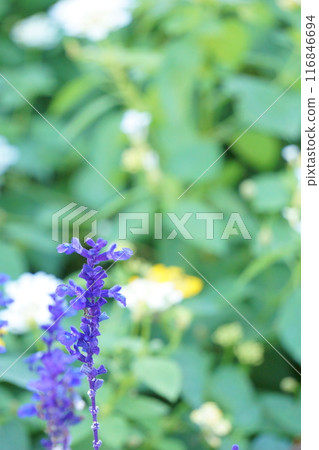 藍色鼠尾草 Salvia Farinacea 116846694