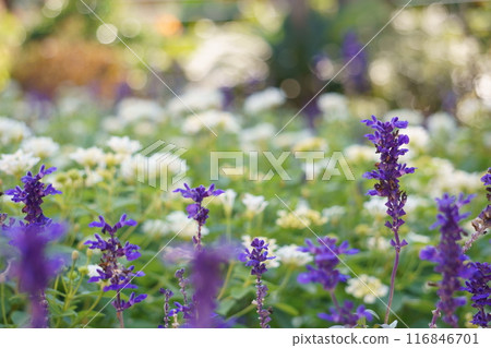 藍色鼠尾草 Salvia Farinacea 116846701