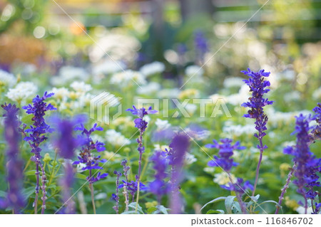 藍色鼠尾草 Salvia Farinacea 116846702