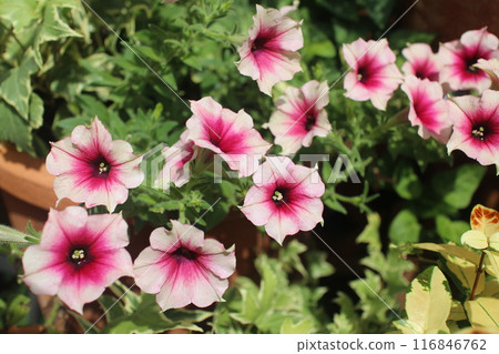 Bicolor petunia in a pot 116846762